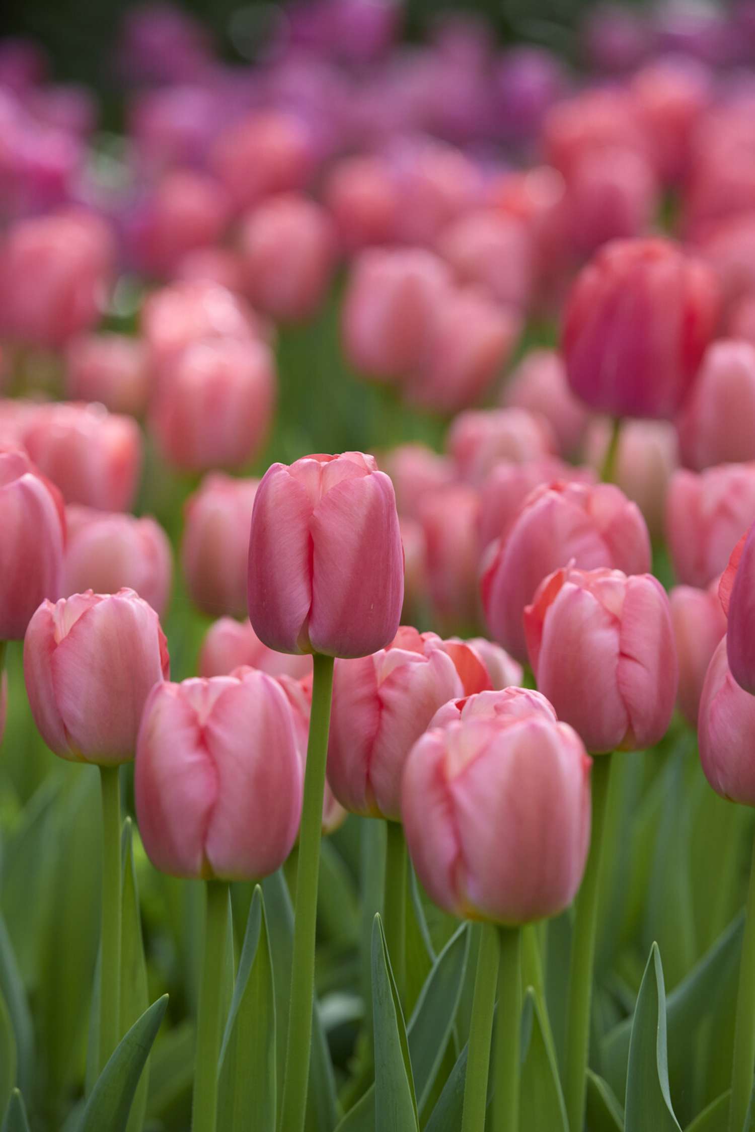 Tulipan 'Pink Pride'